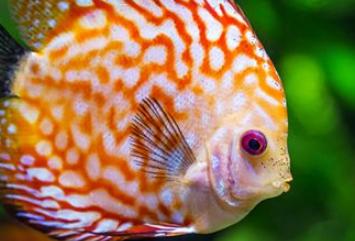 梦见鱼好不好是什么意思