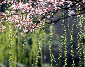 赞美春花的诗句