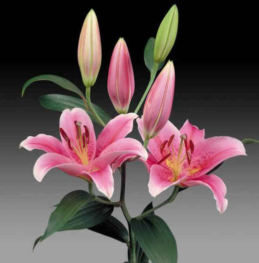 不同颜色百合花的寓意