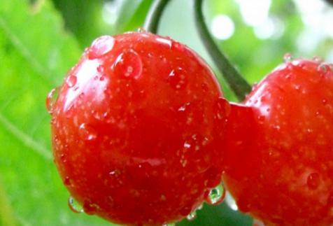 樱桃吃多了会有什么坏处