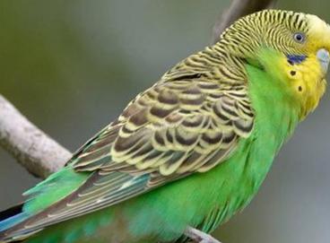 说话能力最强的鸟有哪些