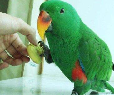 说话能力最强的鸟有哪些