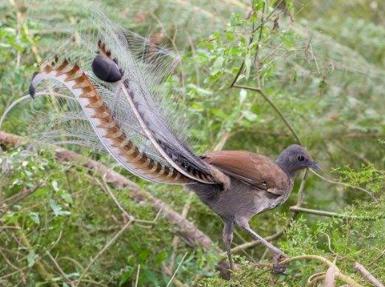 说话能力最强的鸟有哪些