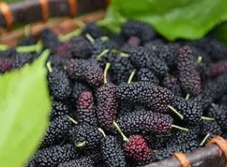 桑葚的功效作用与主治