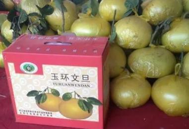 文旦的功效与作用