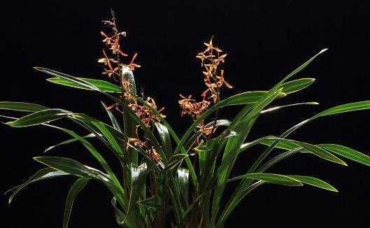 墨兰的养殖方法与注意事项