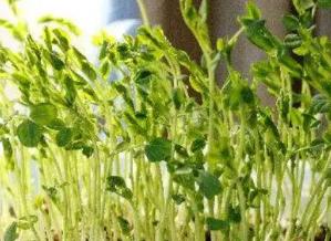 黄豆芽营养价值和功效作用