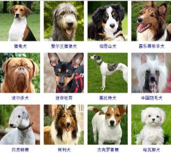 世界的狗狗品种
