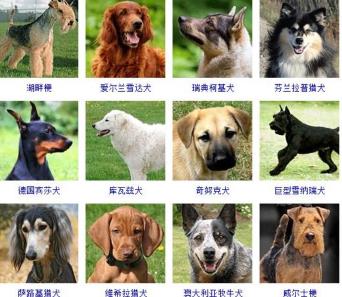 世界的狗狗品种
