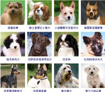 世界的狗狗品种