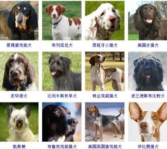 世界的狗狗品种