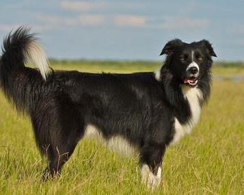 世界的狗狗品种