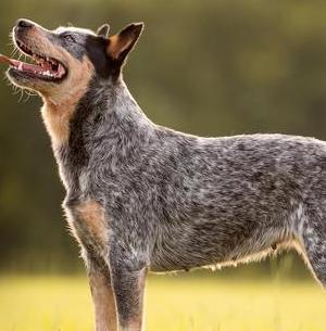 世界的狗狗品种