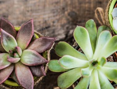 植物多肉的功效与作用