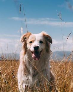 给狗狗取个幸运的名字大全