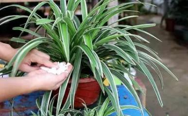 吊兰的正确养法