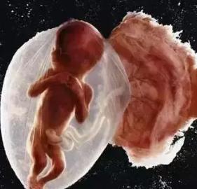 24周胎儿在子宫里