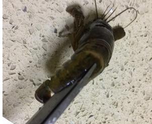 小龙虾的做法家常做法