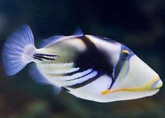 漂亮的海鱼图片