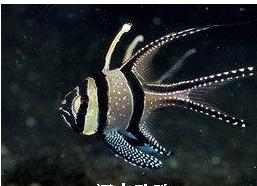 漂亮的海鱼图片