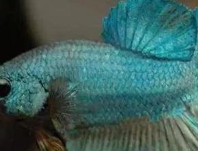 漂亮的海鱼图片