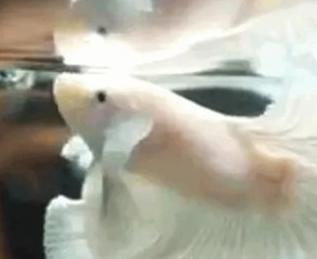 漂亮的海鱼图片