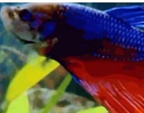 漂亮的海鱼图片