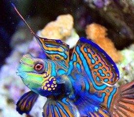 漂亮的海鱼图片