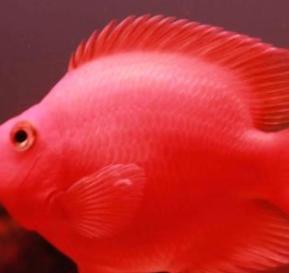 漂亮的海鱼图片