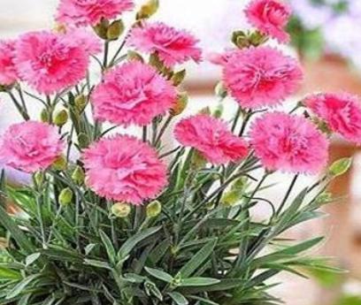 康乃馨的养殖方法以及注意事项