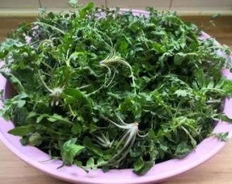 荠菜图片功效与作用食用方法