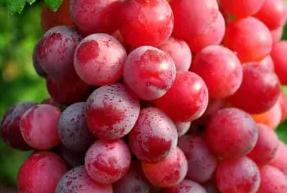 怀孕吃什么对胎儿最好水果