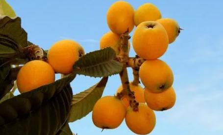 枇杷的营养价值有哪些