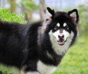 狗狗品种大全及图片狗大型