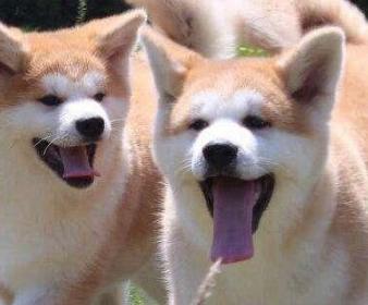 狗狗品种大全及图片狗大型