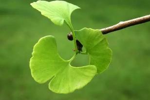 银杏叶的五大功效
