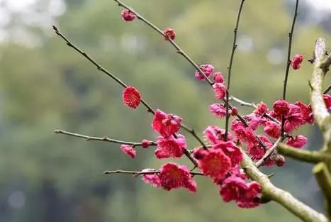 梅花啥时候开花呢