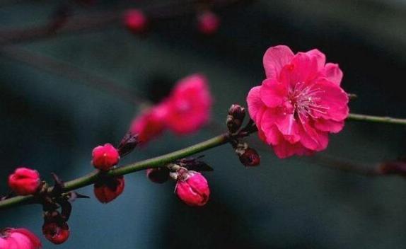 梅花啥时候开花呢
