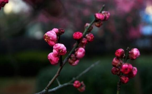 梅花啥时候开花呢