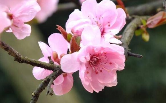 梅花啥时候开花呢