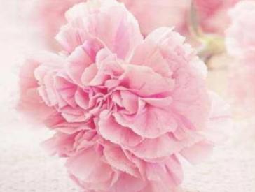 鲜花名字大全集及寓意