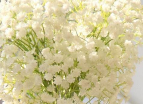 鲜花名字大全集及寓意