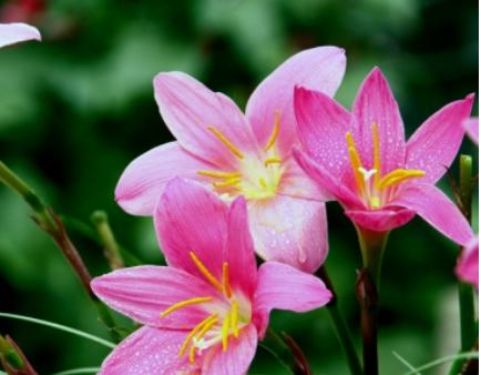 鲜花名字大全集及寓意
