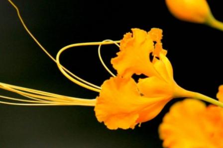 鲜花名字大全集及寓意