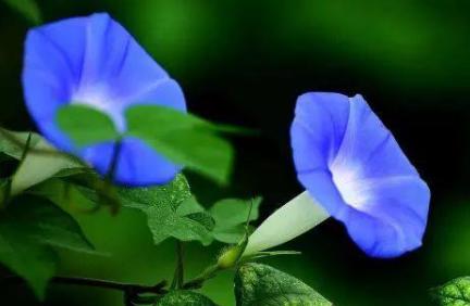 鲜花名字大全集及寓意