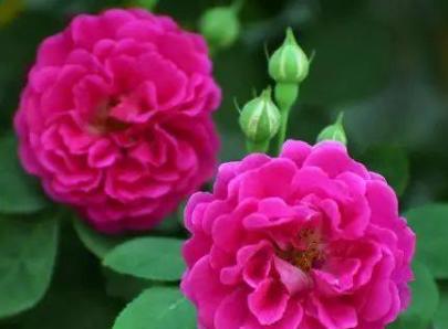 鲜花名字大全集及寓意