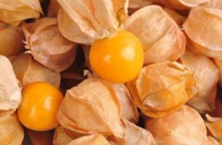 姑娘果的功效与禁忌