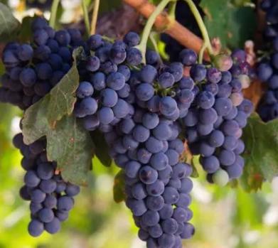 葡萄的营养价值有哪些