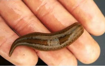 梦见水蛭代表了什么