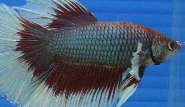 世界上最好看的10种鱼有哪些